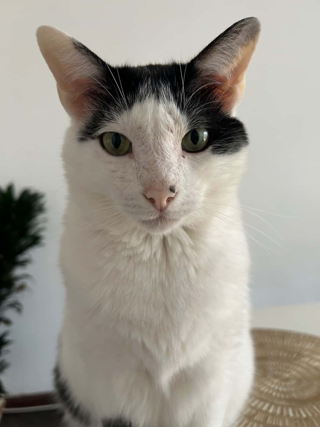 Coco