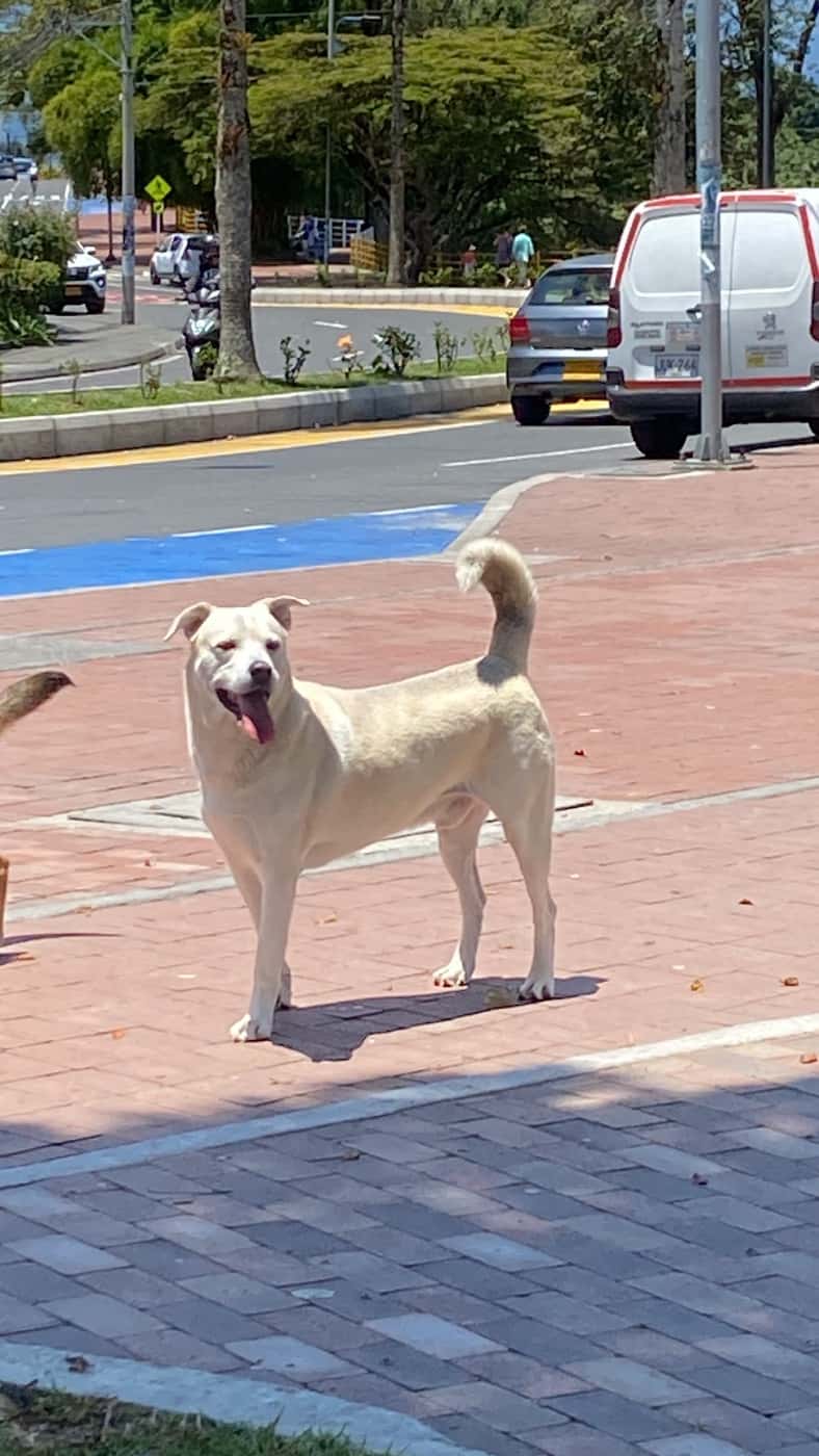 Mascota
