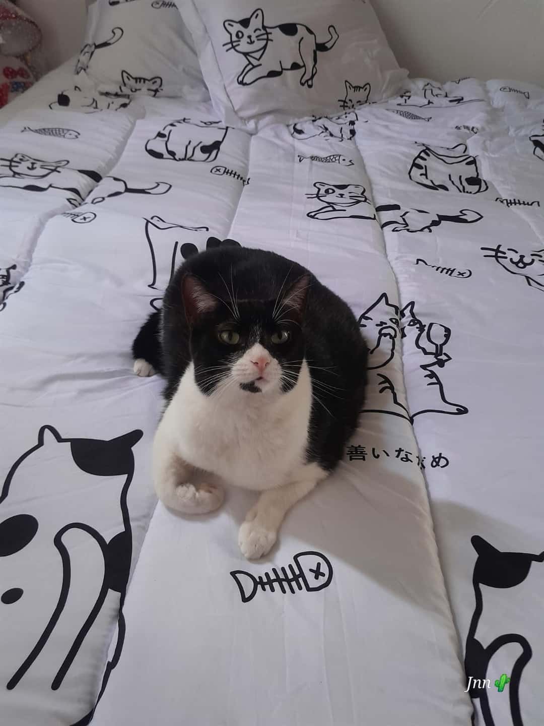 Gogo