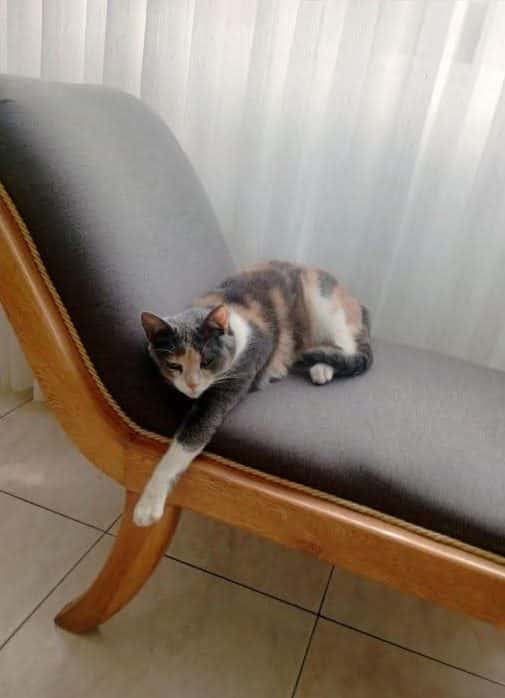 Kitty