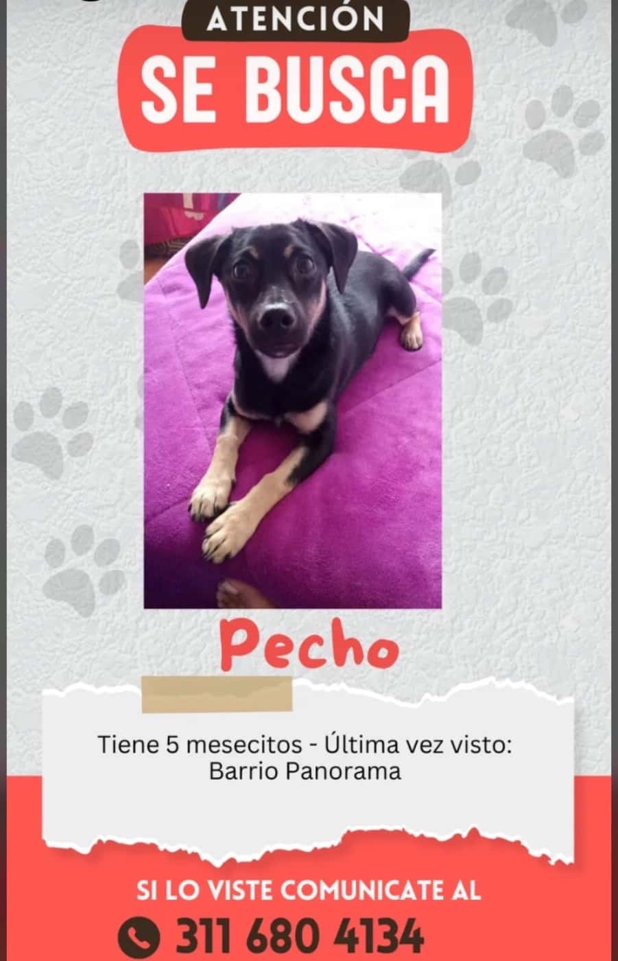 Pecho