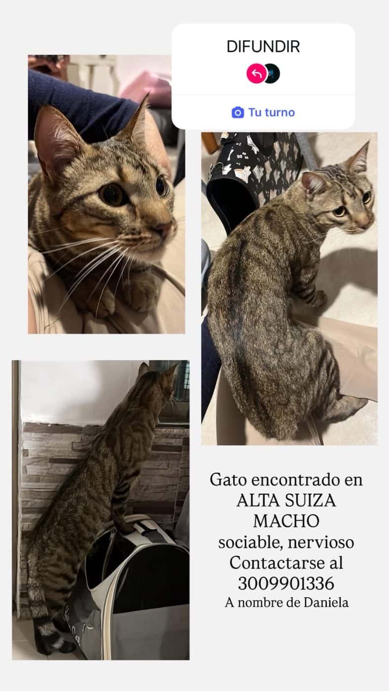 Mascota