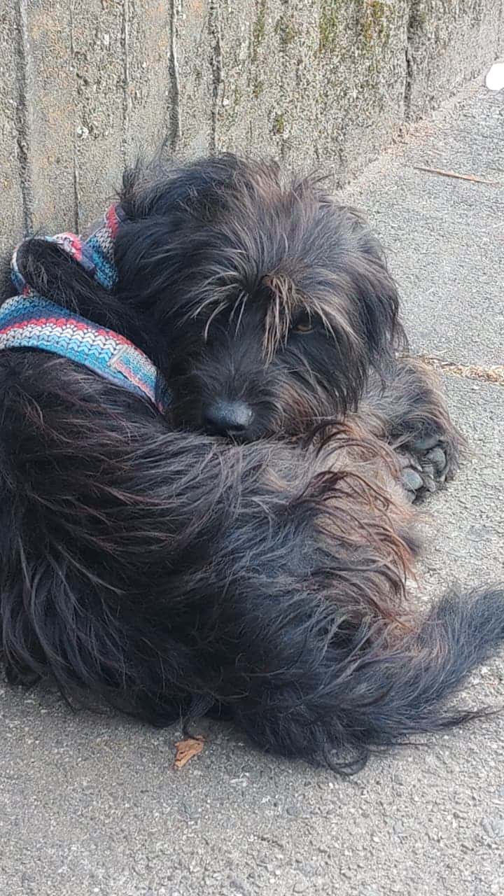 Mascota