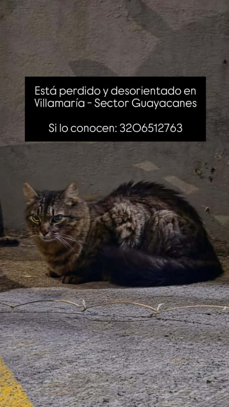 no tiene placa