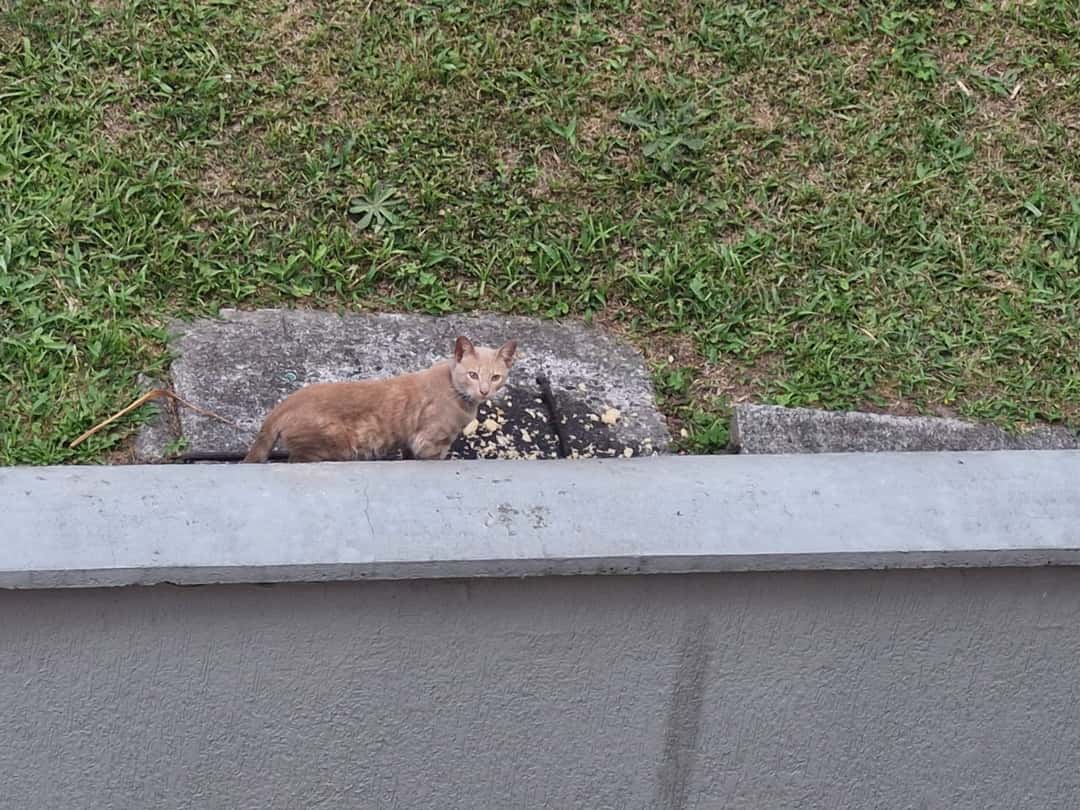 Mascota