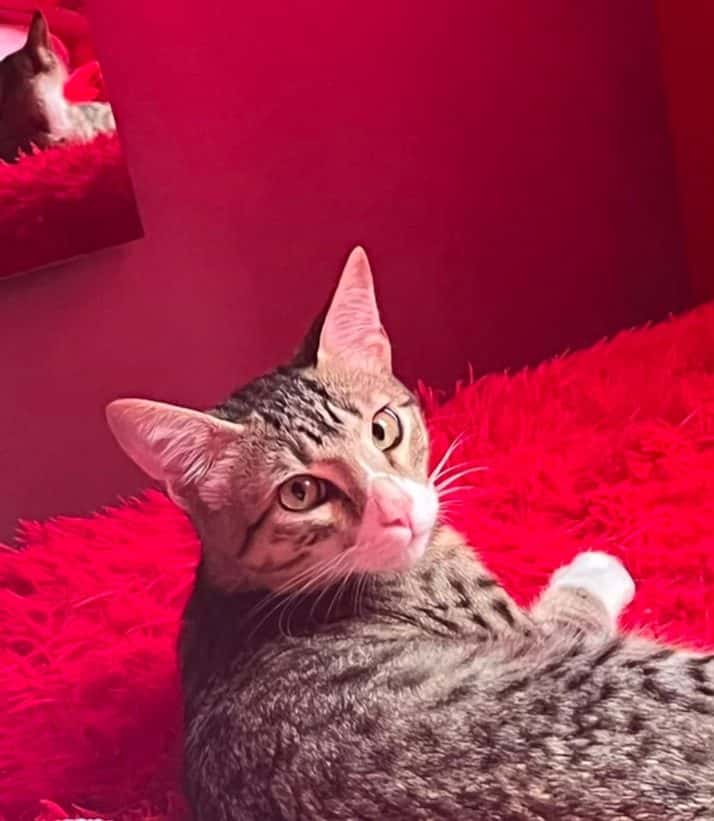 Apolo