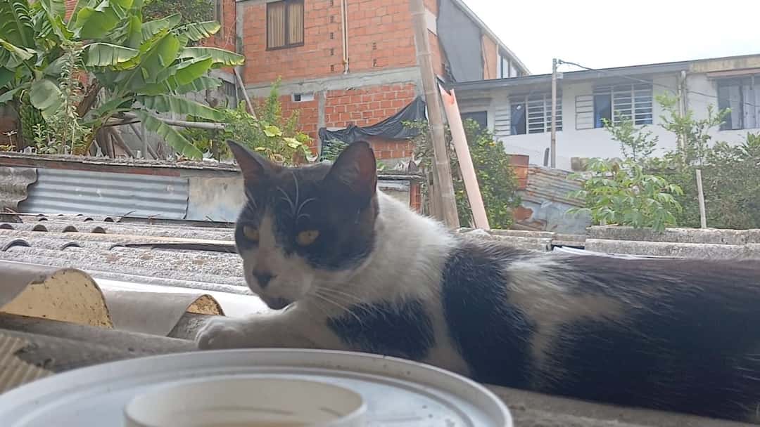 Mascota