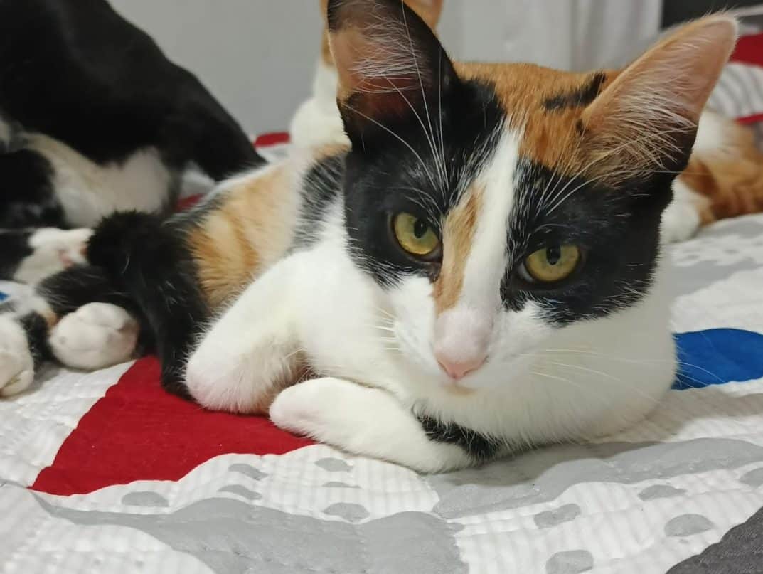 Foto de Nezuko