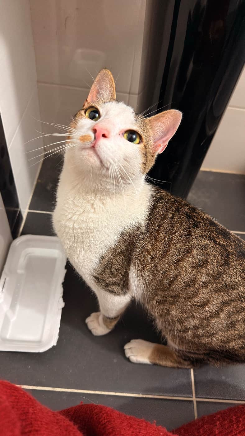 Foto de la mascota