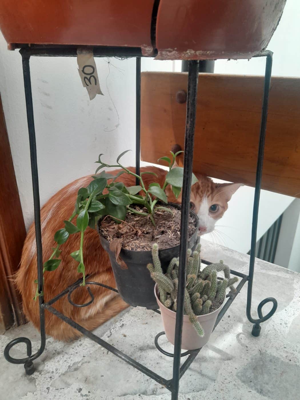 Foto de la mascota