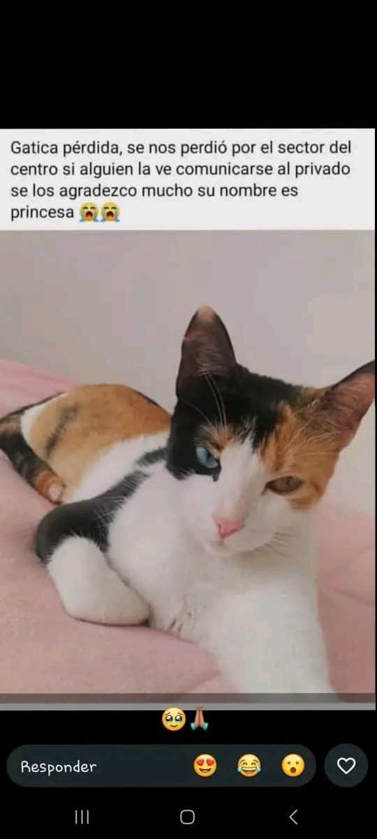 Foto de Princesa