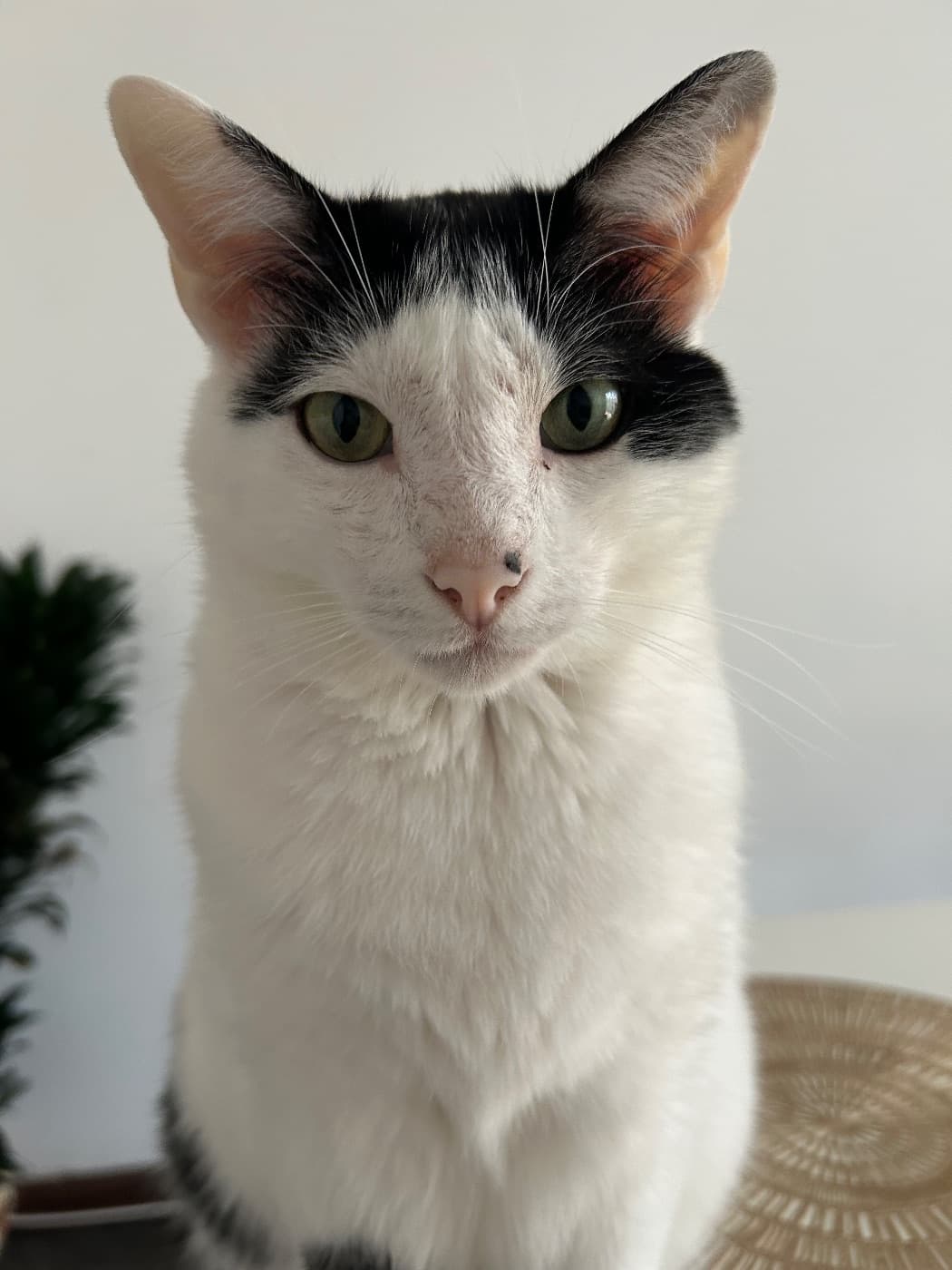 Foto de Coco