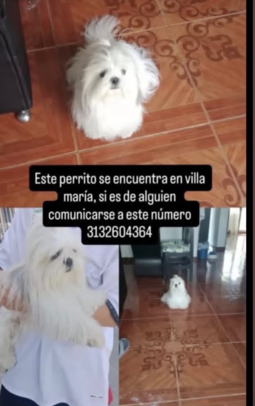 Foto de la mascota