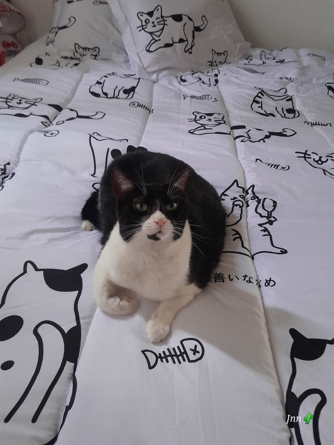 Foto de Gogo