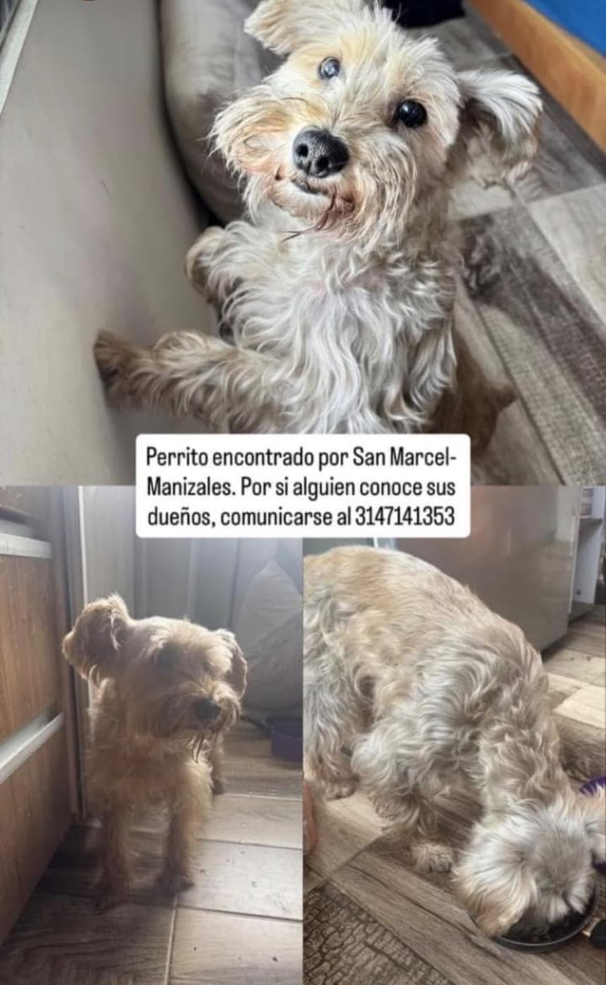 Foto de la mascota