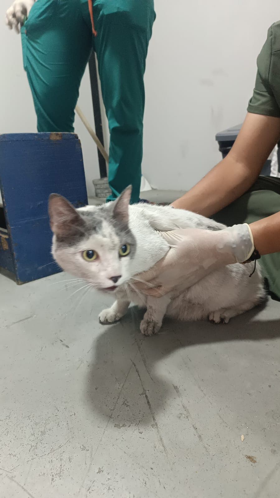 Foto de la mascota