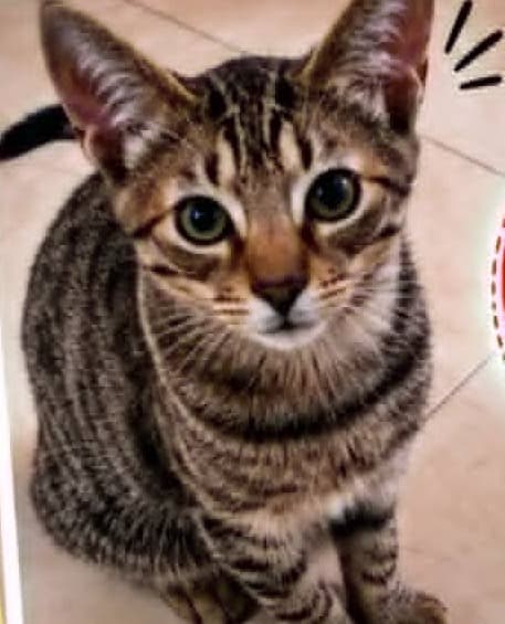 Foto de Thomas