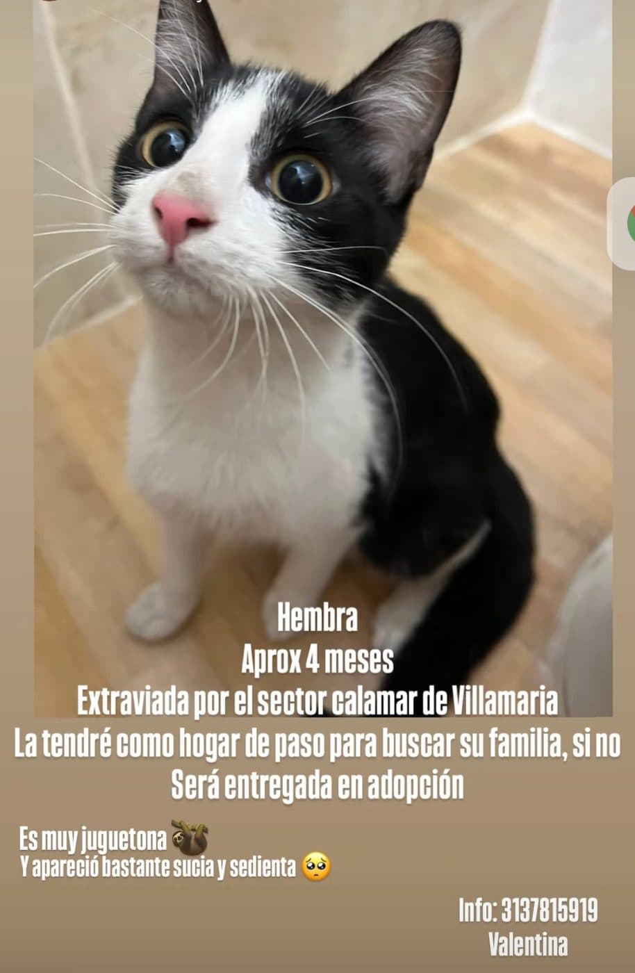 Foto de la mascota