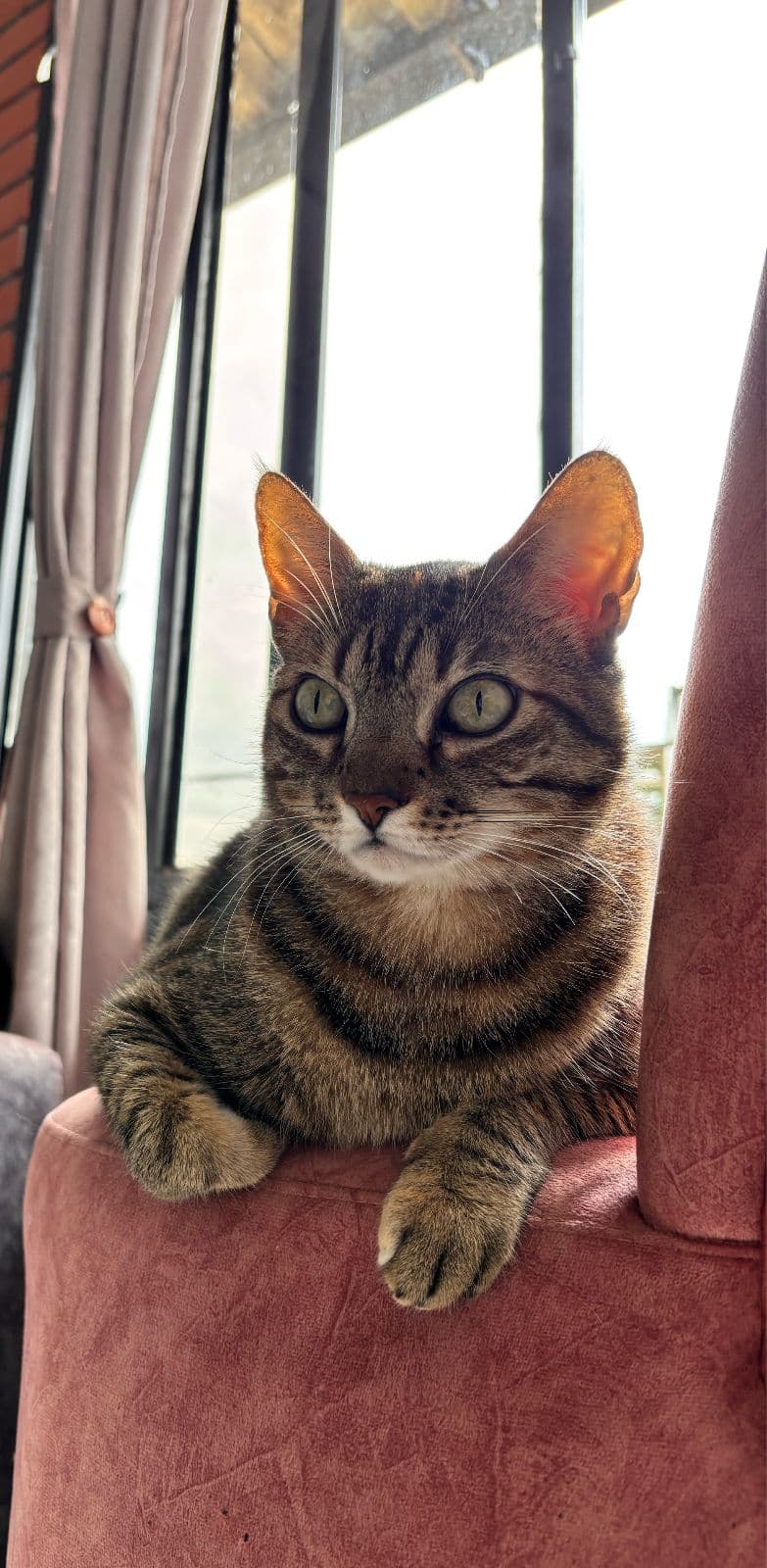 Foto de Kitty