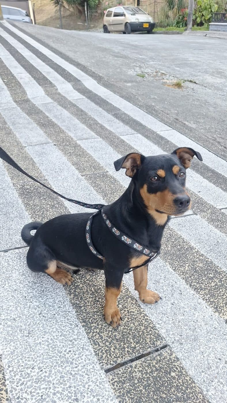 Foto de la mascota