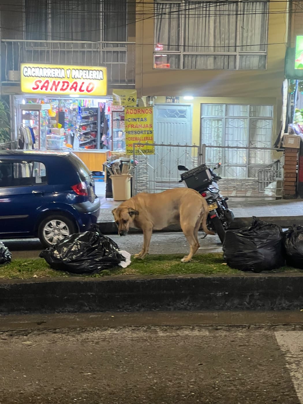 Foto de Perrito encontrado