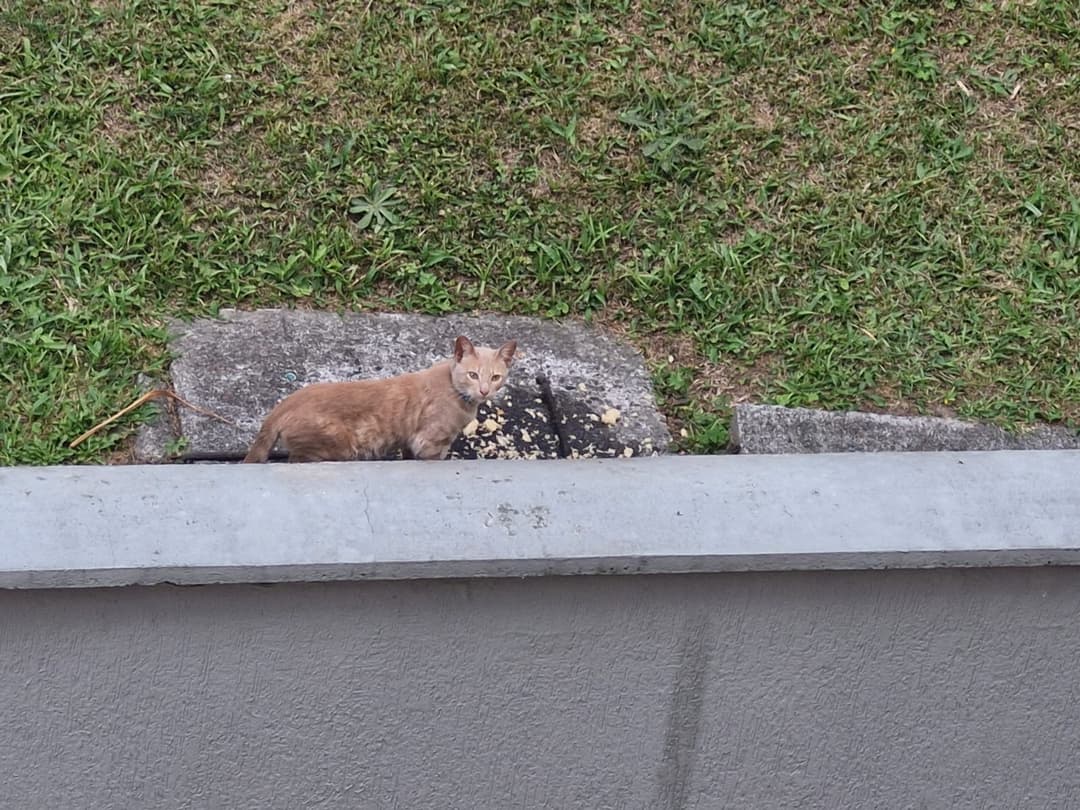 Foto de la mascota