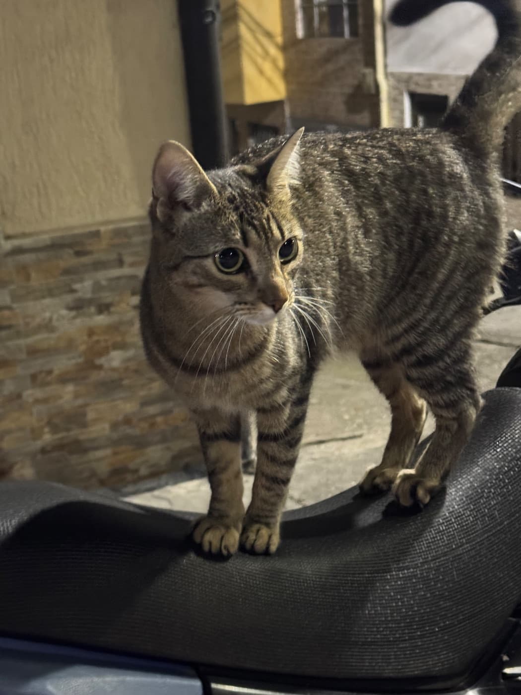 Foto de la mascota