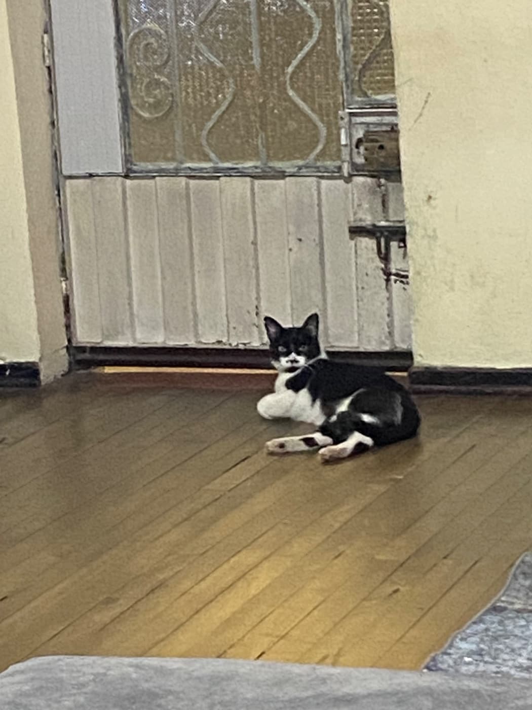 Foto de Pancho