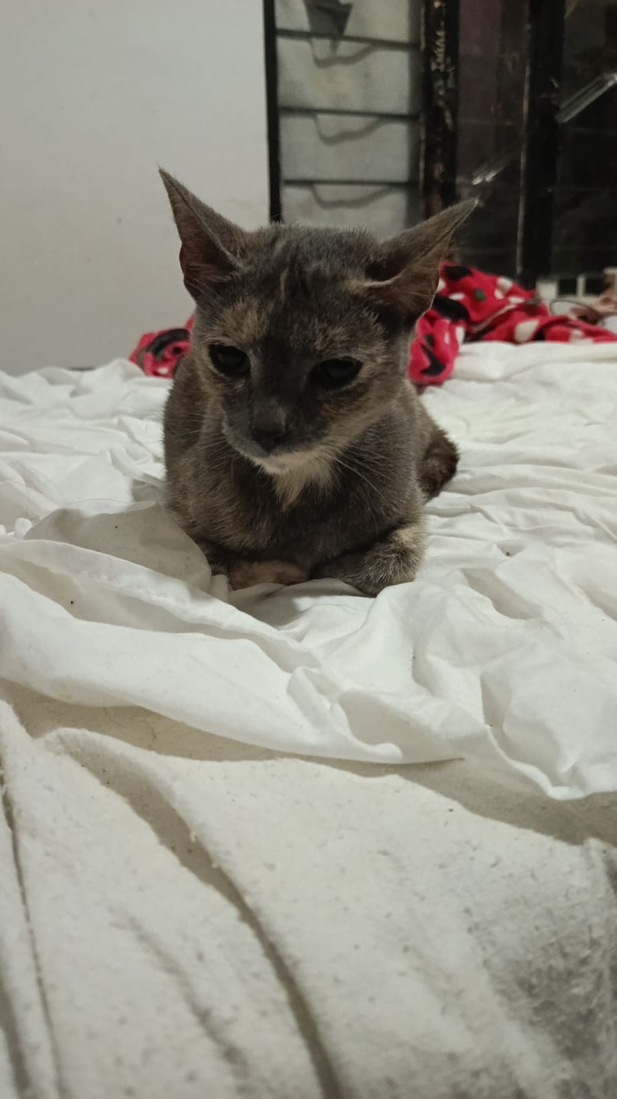 Foto de la mascota