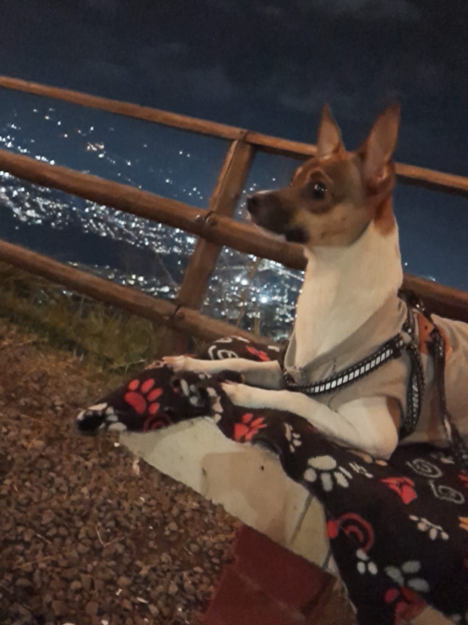 Foto de Romeo