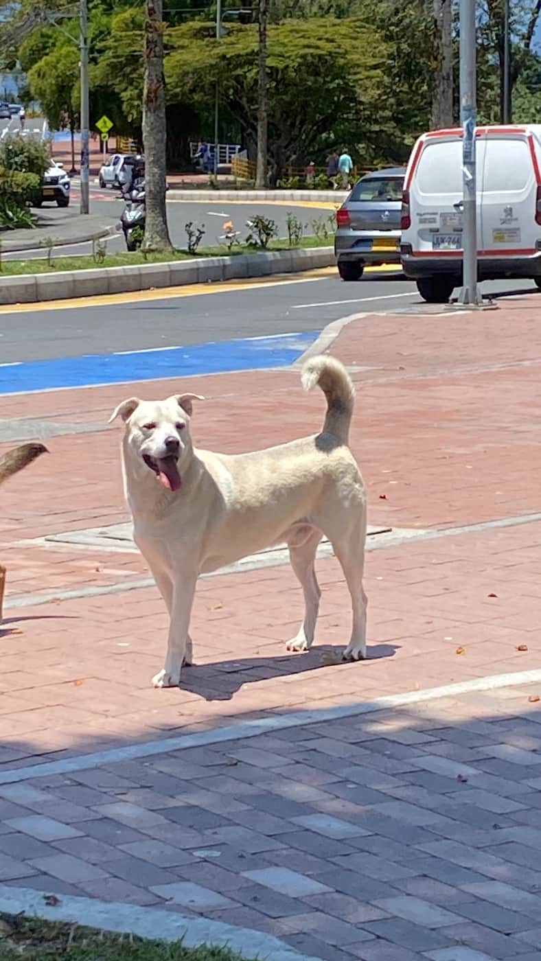 Foto de la mascota
