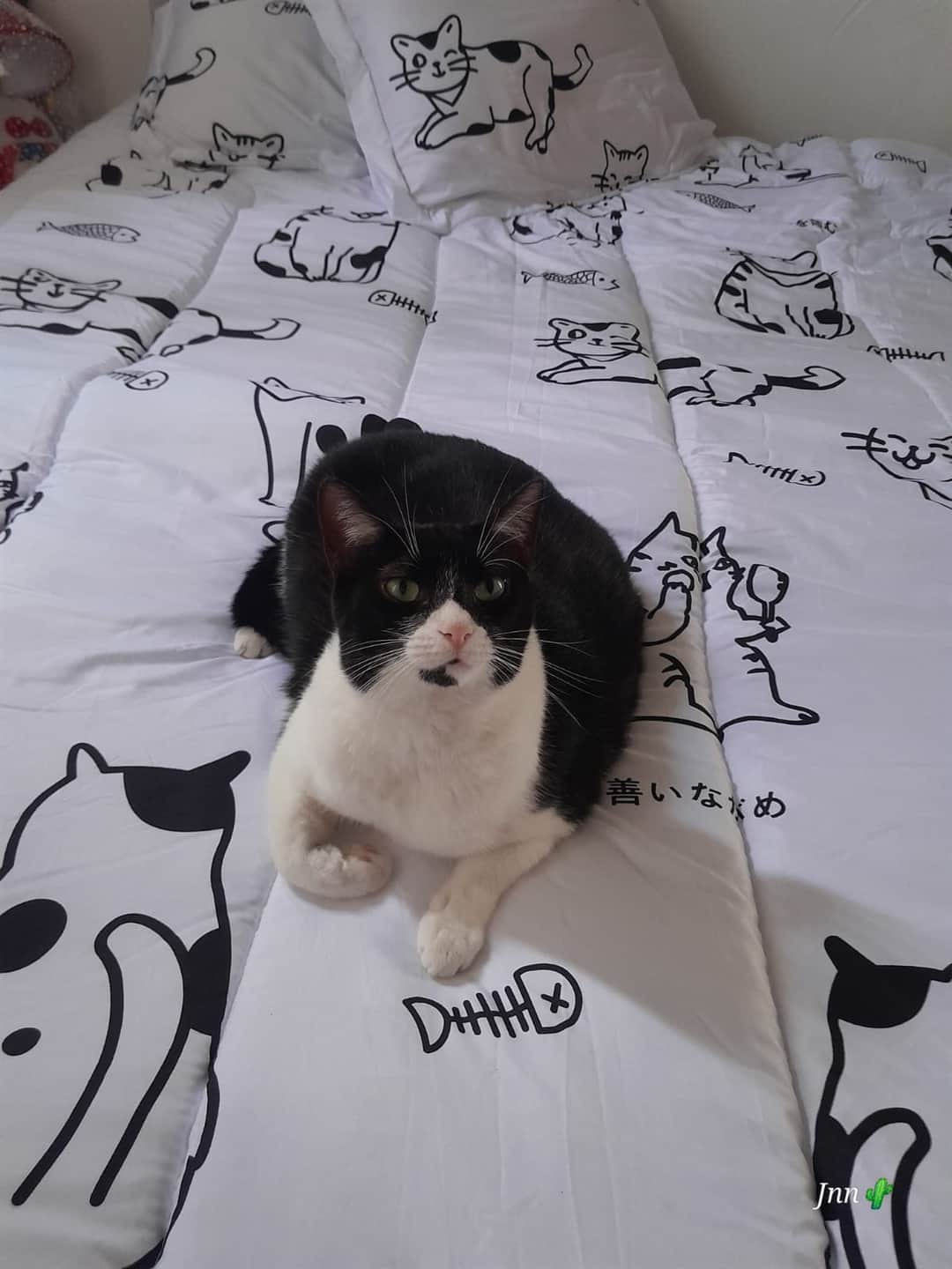 Foto de Gogo