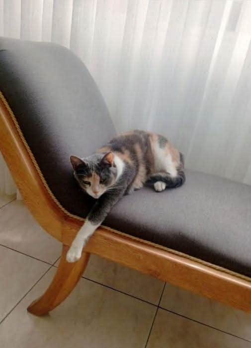 Foto de Kitty