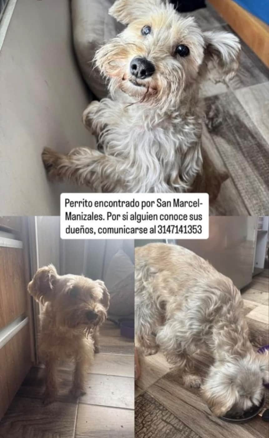 Foto de la mascota
