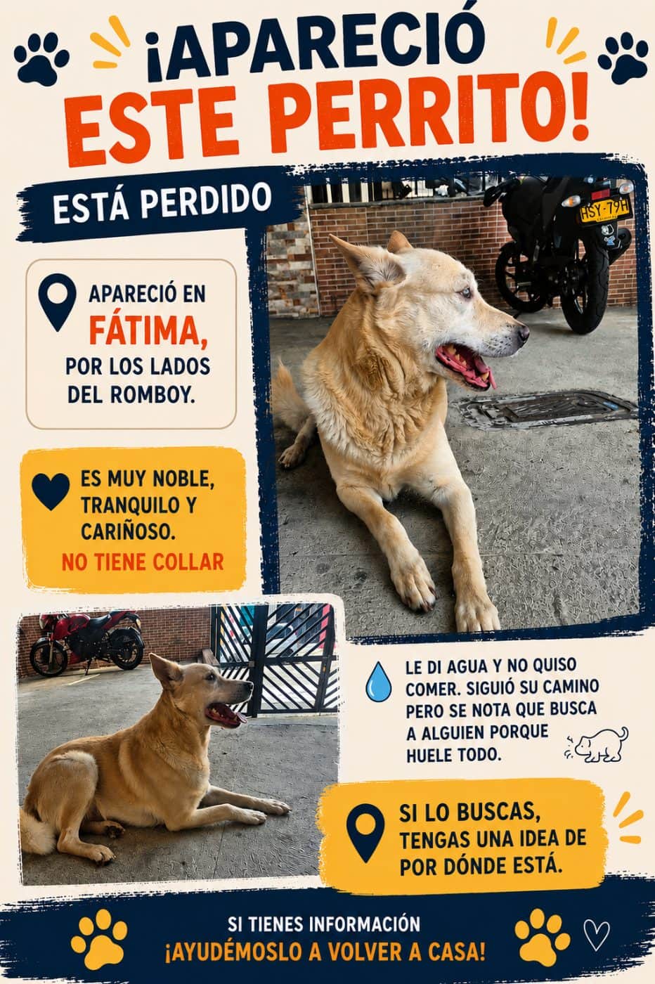 Foto de la mascota