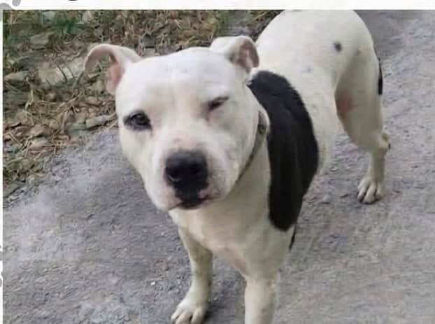 Foto de la mascota