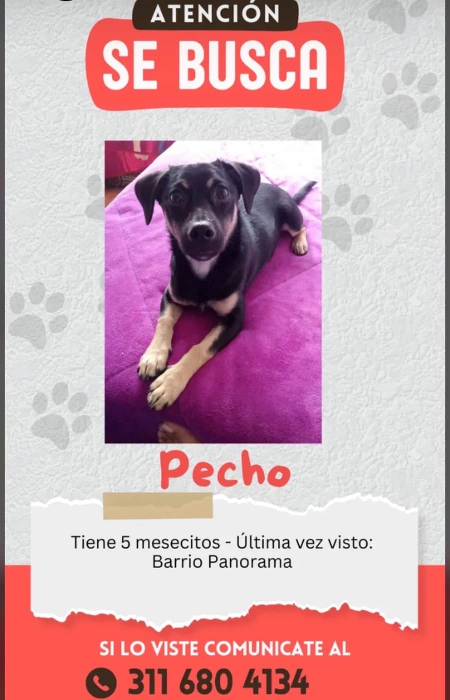 Foto de Pecho