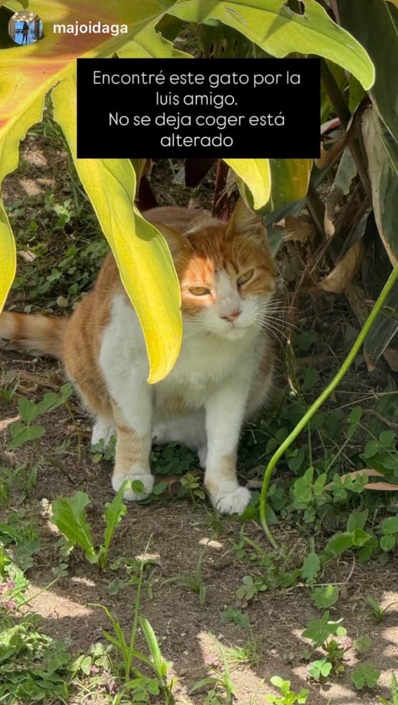 Foto de la mascota