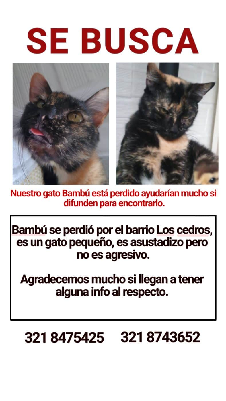 Foto de Bambú