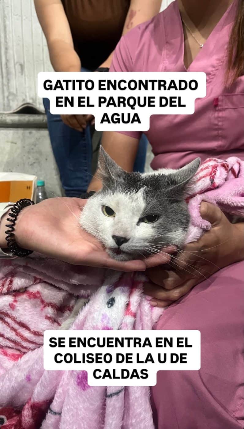 Foto de la mascota