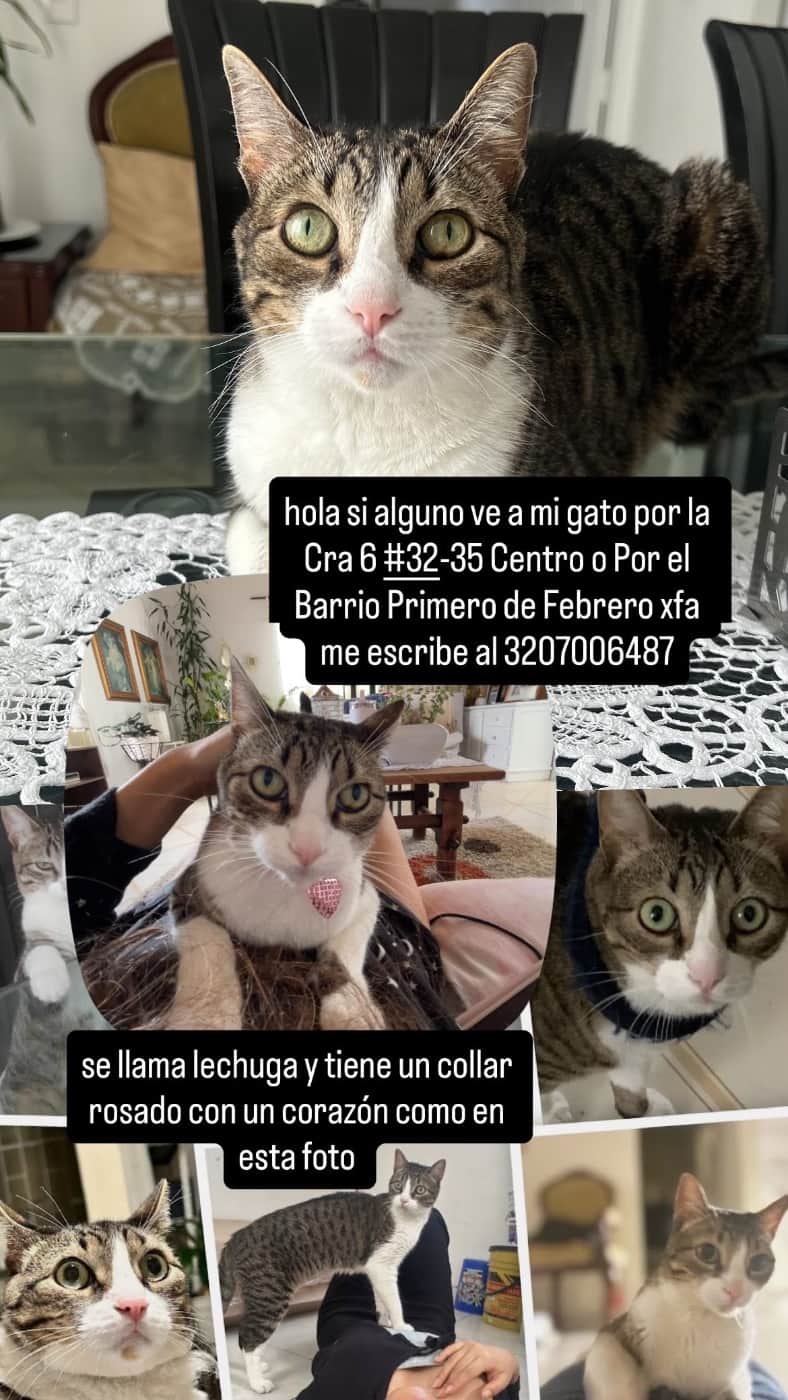 Foto de Lechuga