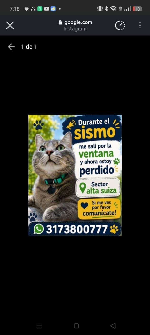 Foto de la mascota