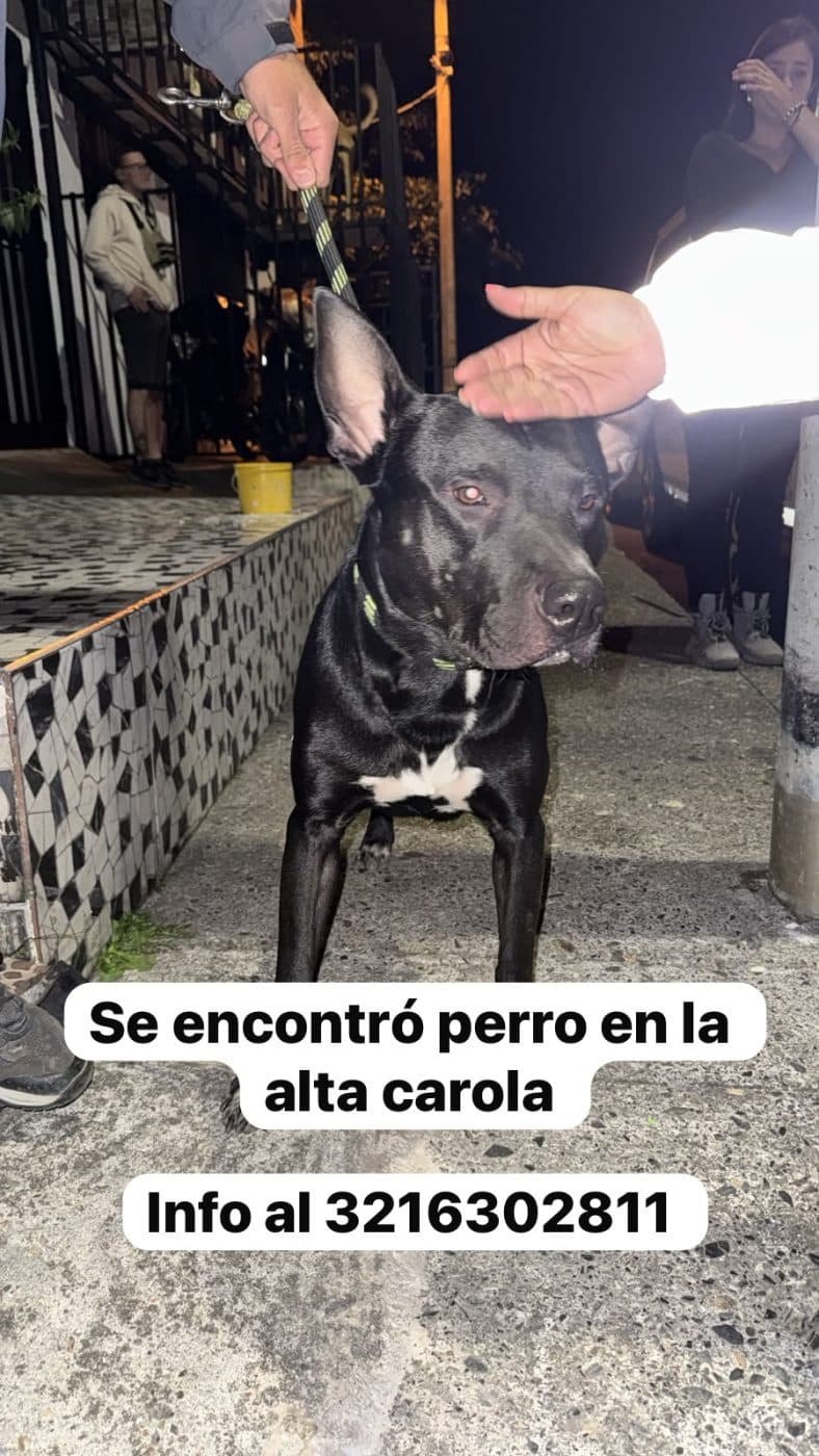 Foto de la mascota