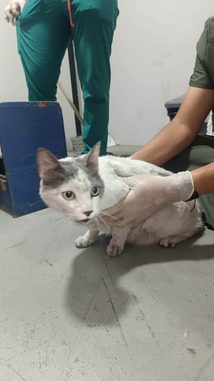 Foto de la mascota