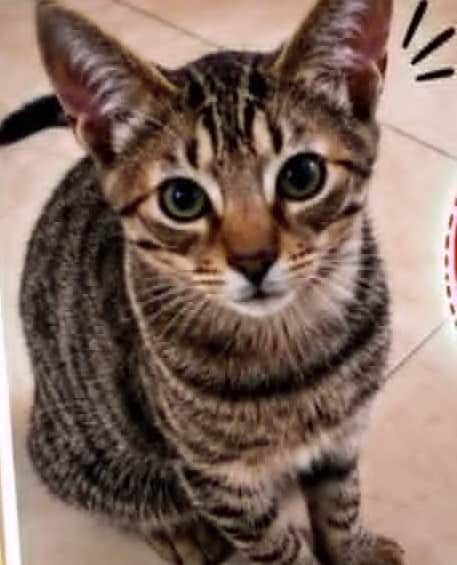 Foto de Thomas