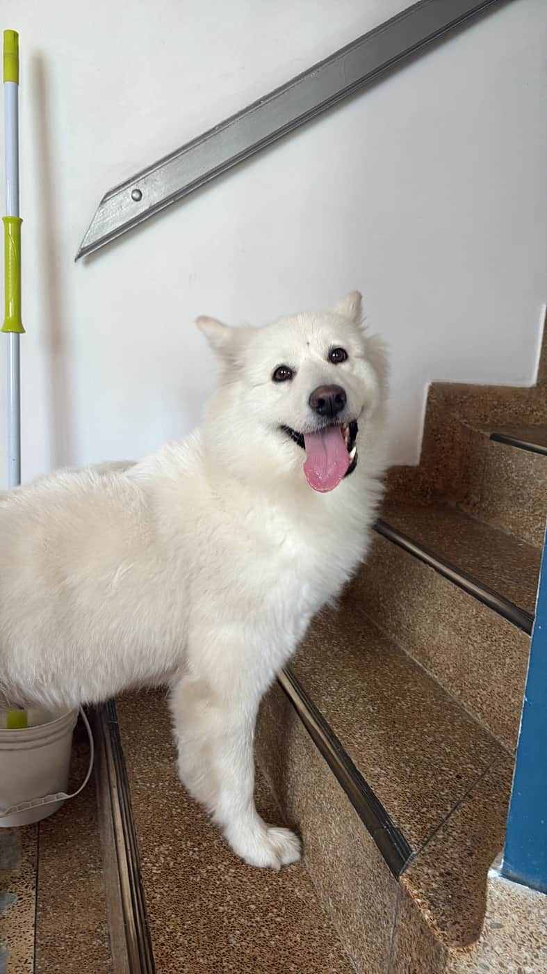 Foto de la mascota