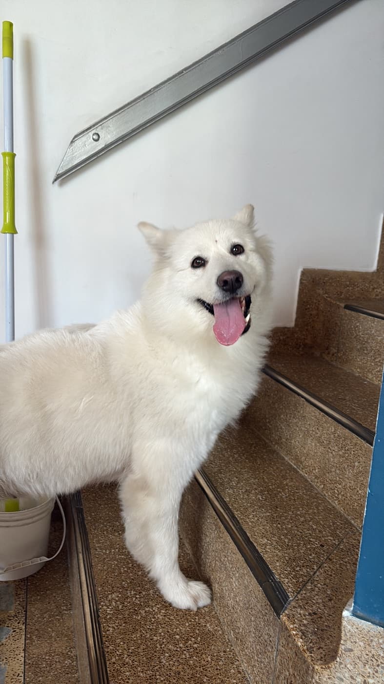 Foto de la mascota
