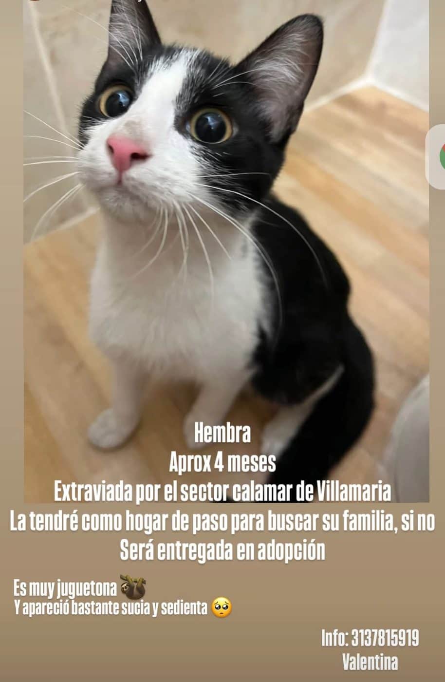 Foto de la mascota