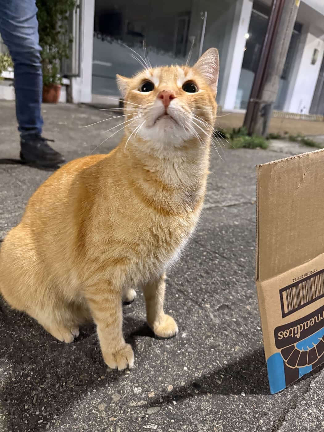 Foto de la mascota