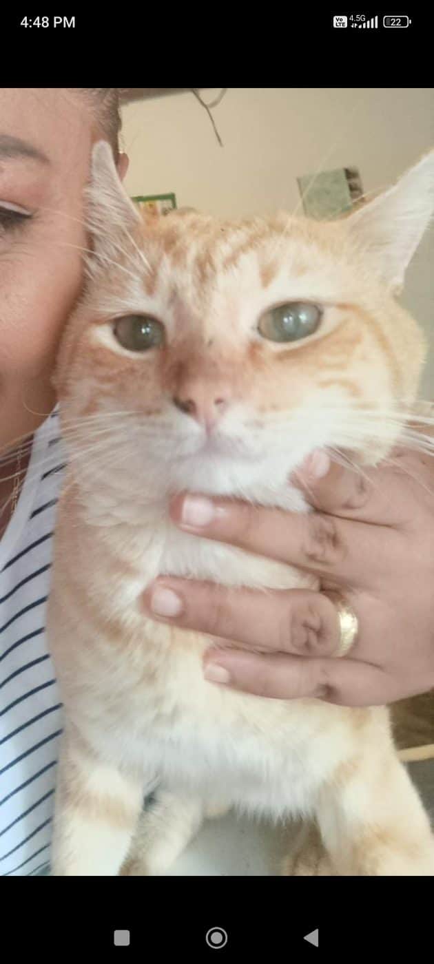 Foto de Garfield